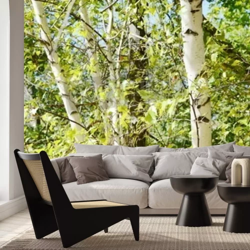 Fotobehang Berkenbos en groen