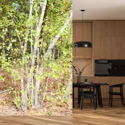 Fotobehang Berkenbos in de zon