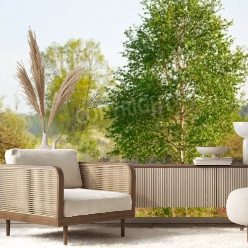 Fotobehang Berkenboom op de achtergrond van een veld