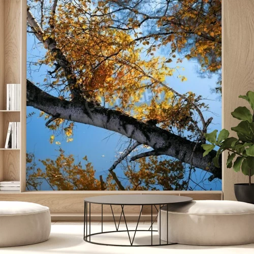 Fotobehang Berken en herfstbladeren