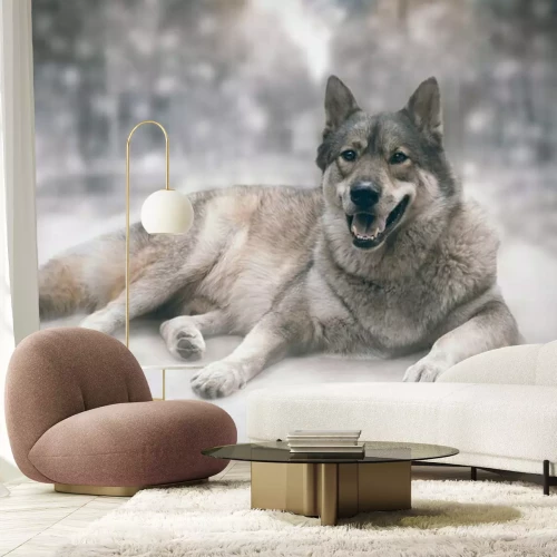 Fotobehang Een wolf die in de sneeuw ligt