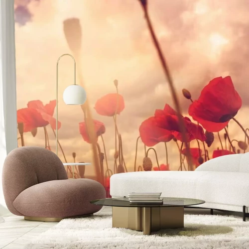 Fotobehang Rode klaprozen in een weide in vintage kleuren