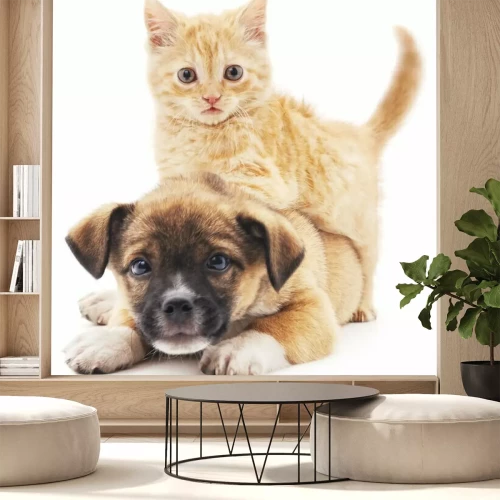 Sticker Een kat die op een puppy klimt