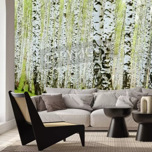 Fotobehang Berken geplant op een open plek