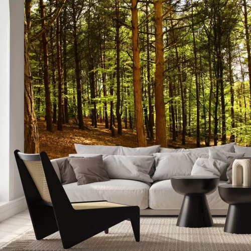 Fotobehang Berken en beuken