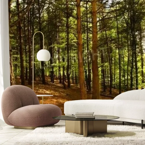 Fotobehang Berken en beuken