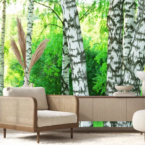 Fotobehang Berken in een bos in de ochtend