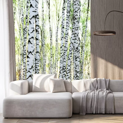 Fotobehang Berken bij zonsopgang