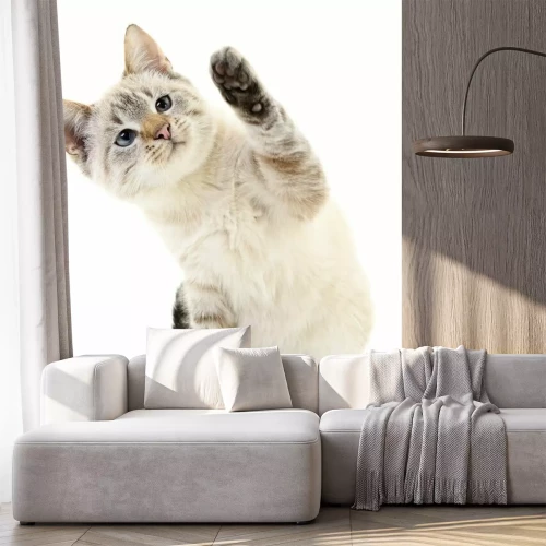 Sticker Een kat met een opgeheven poot op een witte achtergrond.