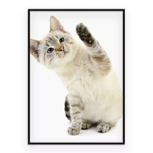 Poster Een kat met een opgeheven poot op een witte achtergrond.