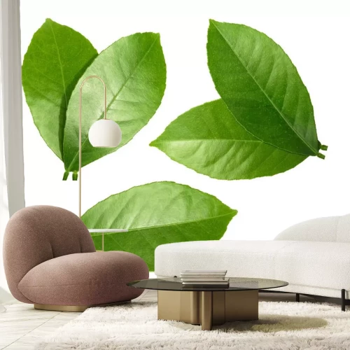 Sticker Citroen blad geïsoleerd op een witte achtergrond