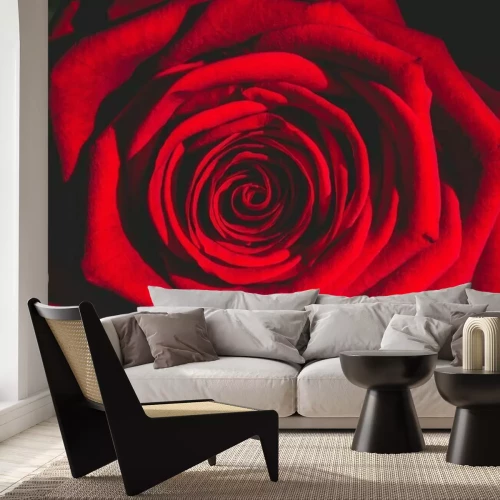 Fotobehang Close-up van een rode roos