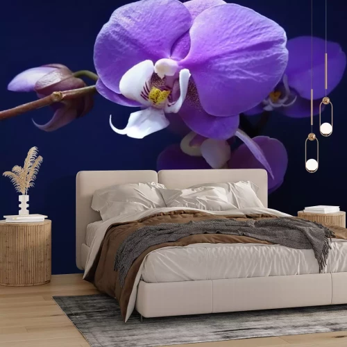 Sticker Purpere orchidee op een marineblauwe achtergrond