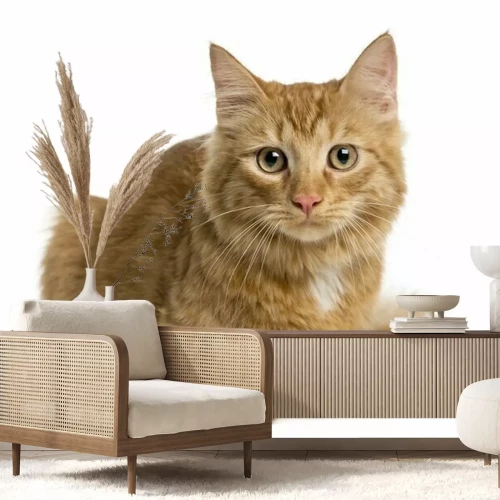 Sticker Katten rode kater met een witte vlek op de vacht