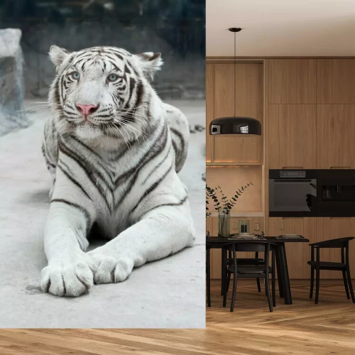 Fotobehang Witte liggende Bengaalse tijger