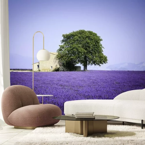 Fotobehang Huis in een lavendelveld