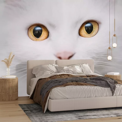 Sticker Katten close-up op de snuit van een kat met gouden ogen