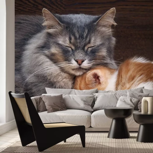 Sticker Katten groot en klein knuffelen elkaar tijdens het slapen