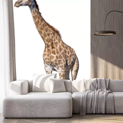 Sticker Giraffe op een witte achtergrond