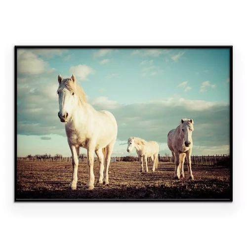 Poster Een kudde paarden in een weiland bij zonsondergang.