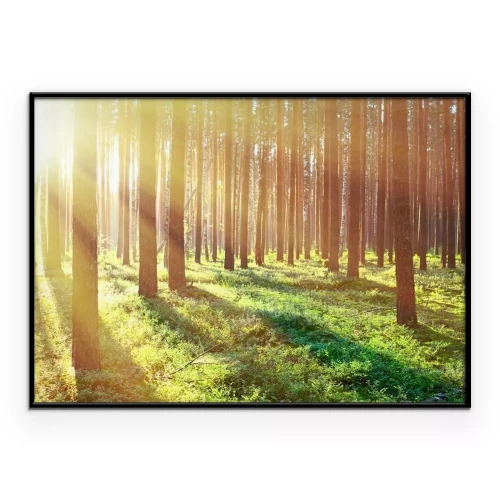 Poster Zonnestralen vallen tussen de bomen door in het bos.