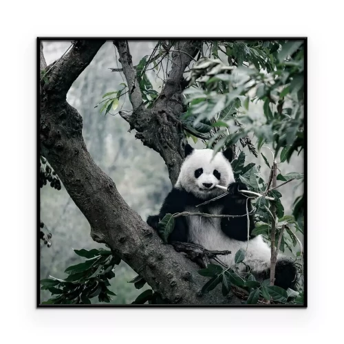 Poster panda op boom