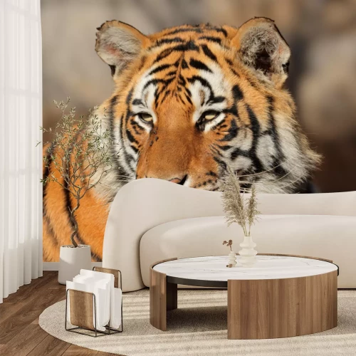 Sticker Een tijger met samengeknepen ogen in de stralen van de zon