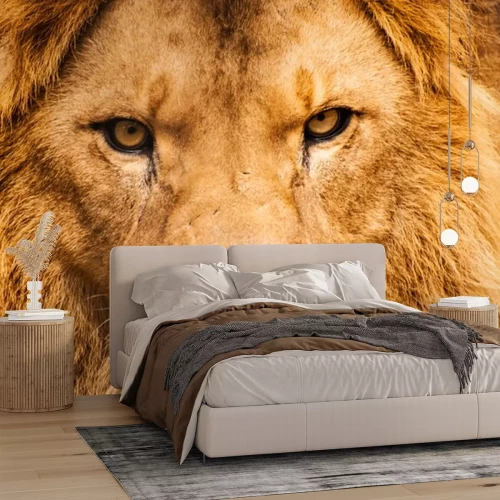 Sticker Safari leeuw dreigende blik