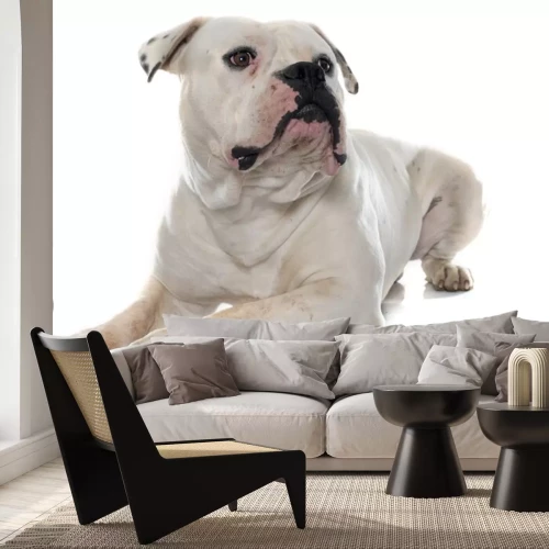 Sticker amerikaans buldog