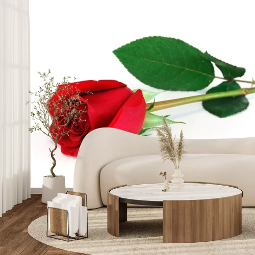 Sticker Foto van een rode roos