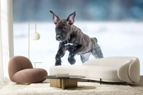 Visualisatie van het product