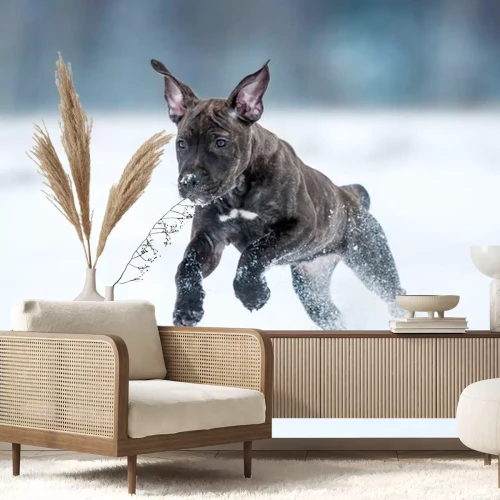 Sticker American Staffordshire Terrier puppy loopt in de winter