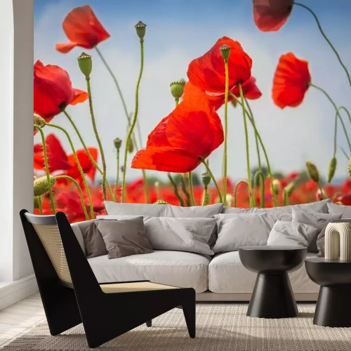 Fotobehang Klaprozen van dichtbij