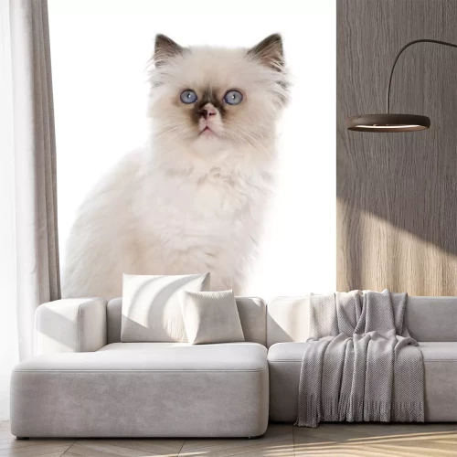 Sticker Een kat met een donkere staart en donkere oren