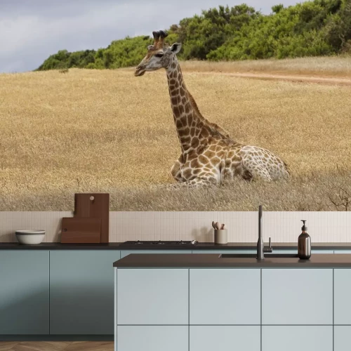 Sticker Een eenzame vrouwelijke giraf zittend op de gebieden van Zuid-Afrika.