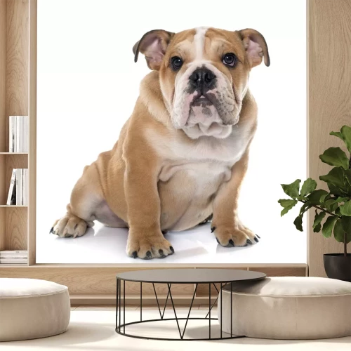 Sticker jonge Engels bulldog