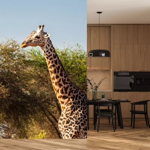 Sticker Giraffen in Tsavo East National Park, Kenia