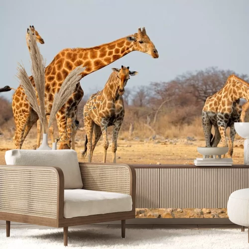 Sticker Giraffe kudde (Giraffa camelopardalis) op een waterhole, Etosha National Park, Namibië.