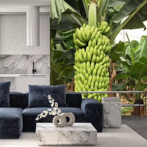 Sticker Gigantische bos groene bananen op de palm