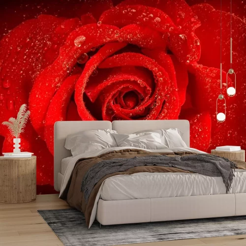 Sticker Rode roos met dauw