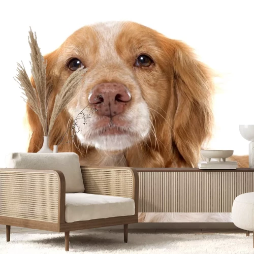 Sticker vrouwelijke Spaniel van Bretagne