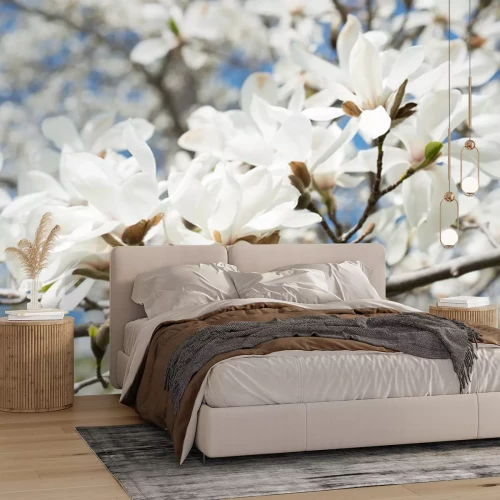 Sticker Weelderig bloeiende witte magnolia's