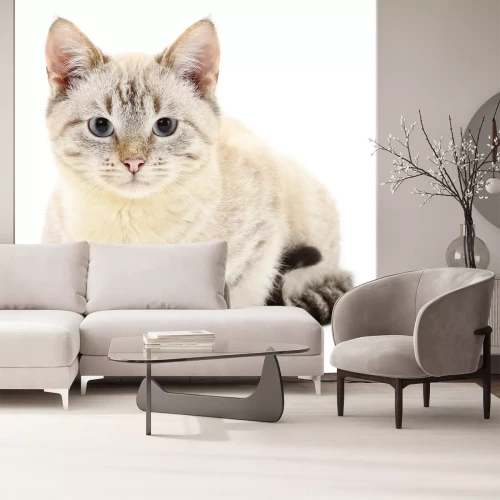 Sticker Witte kat met zwarte staart en grijze pootjes