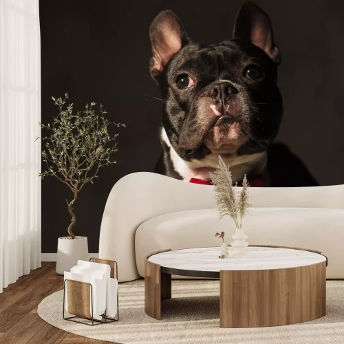 Sticker elegante Franse bulldog puppy dragen rode vlinderdas posing