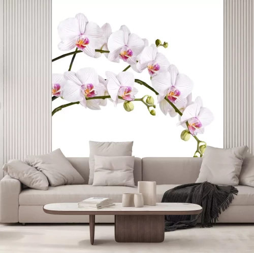 Sticker Orchidee met knoppen op een witte achtergrond