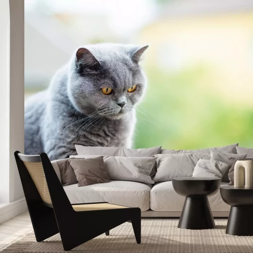 Sticker Katten Britse kat met gefocust gezichtsvermogen