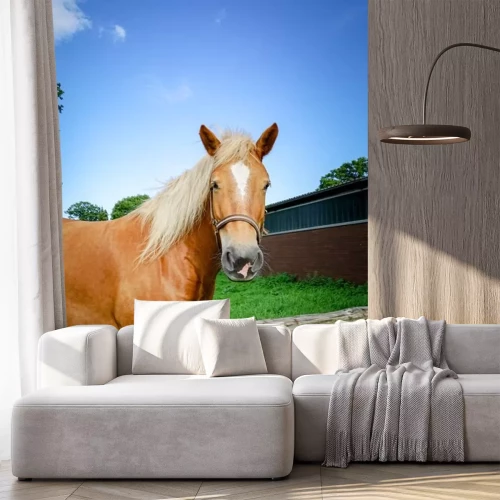 Sticker Honingkleurige rijpaarden in de kraal