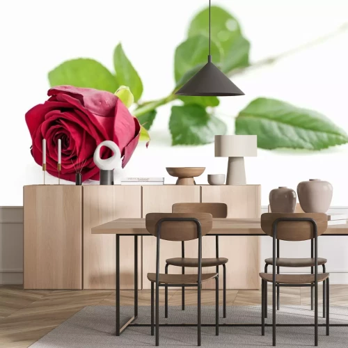 Sticker Elegante roos op een witte achtergrond