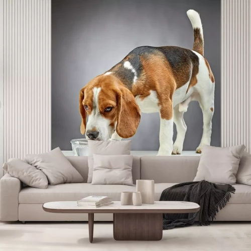 Sticker Beagle hond drinkt water
