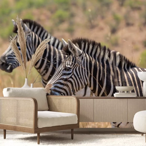 Sticker Zebra's in hoog gras